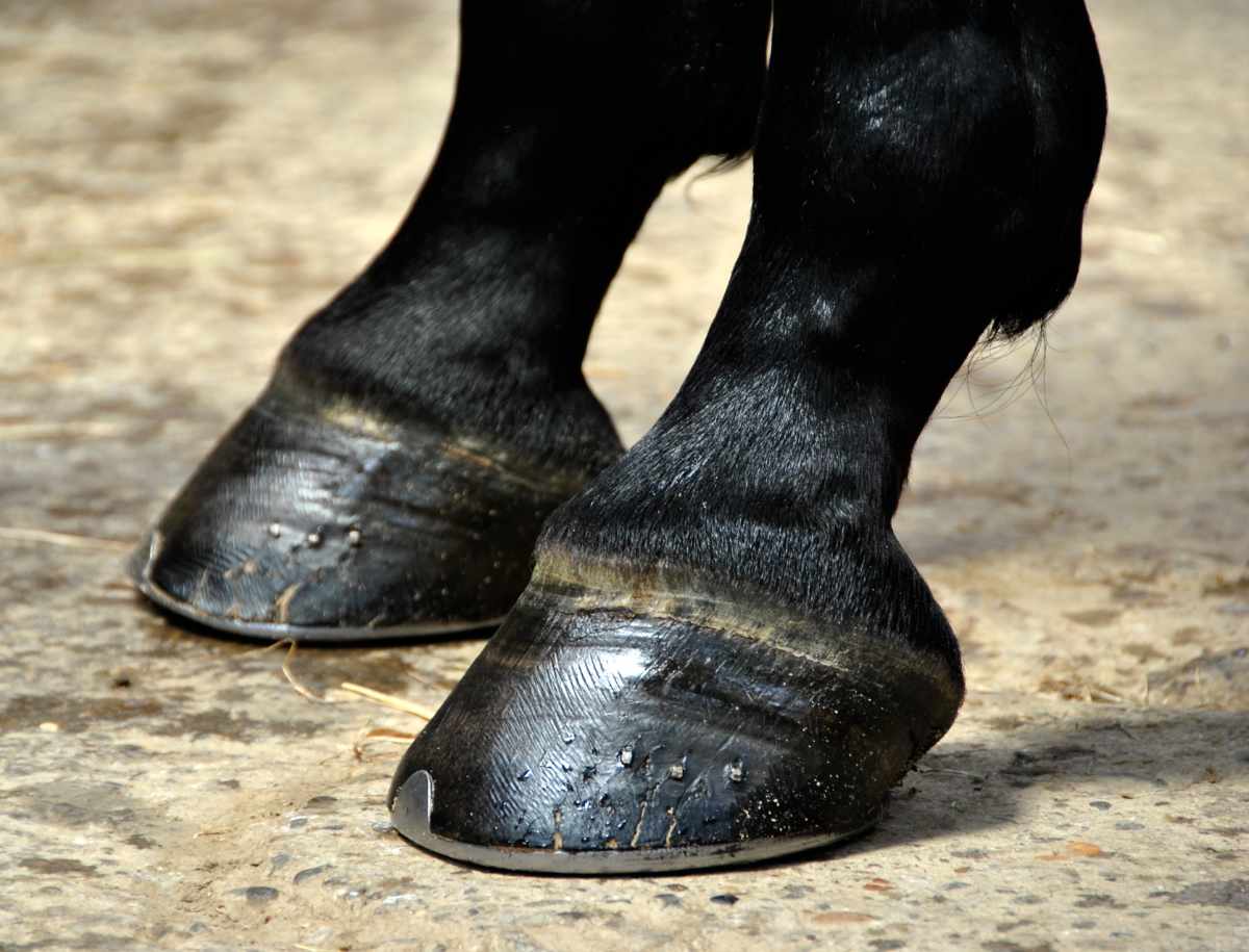 Hooves – “No Hoof, No Horse”